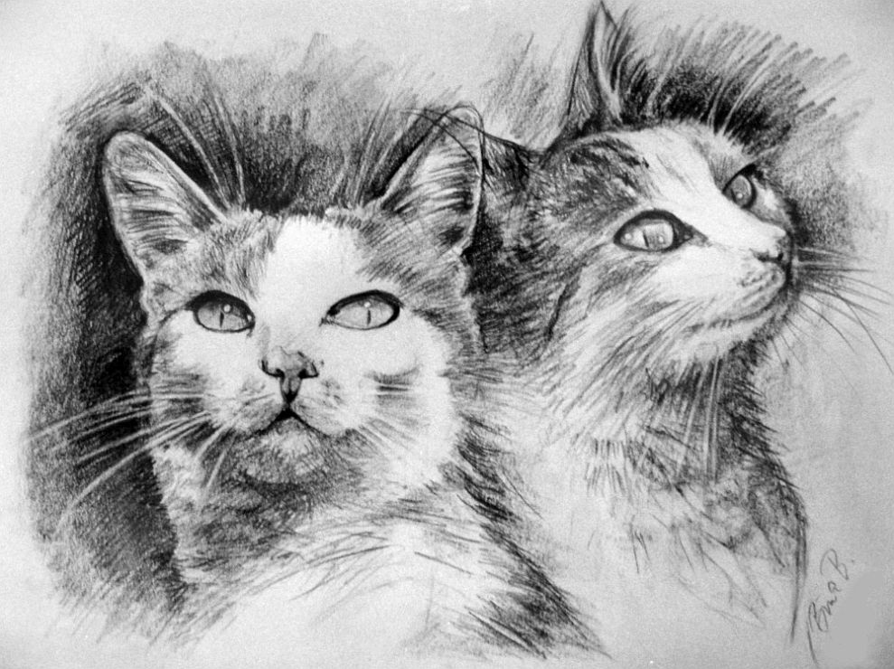 Zeichnung eines Katzenpaars